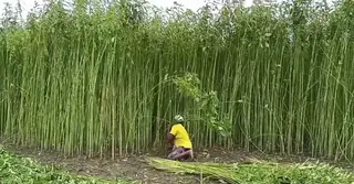 মেহেরপুরে পাট চাষে বাম্পার ফলন; ব্যস্ত সময় পার করছেন চাষি